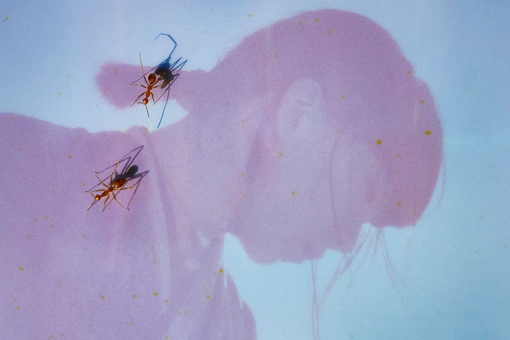 Ichiko Aoba - Across The Oceans Tour 2026